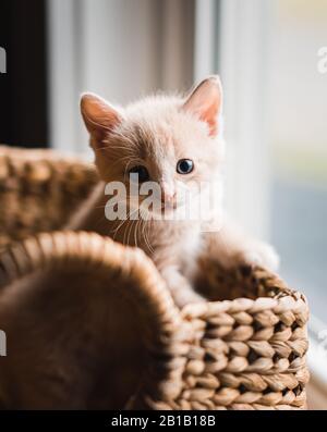 Cute beige kitten climbing out of a wicker basket. Stock Photo
