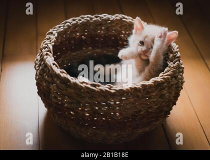 Cute beige kitten stretching in a wicker basket on the floor. Stock Photo