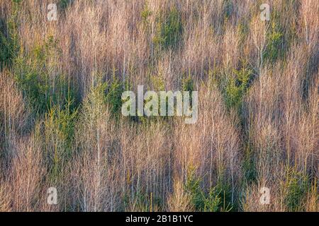 Aerial view of winter forrest with all the leaves fallen down. Mostly birch trees with some conifers. Nice Trees texture of forrest texture. Stock Photo