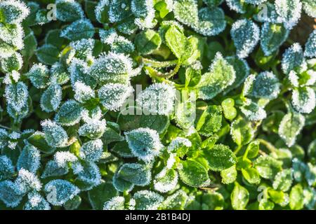 Abstract background with green grass and leaves covered with hoarfrost. Top view. Ice crystals on green grass after the first frost in winter. Stock Photo