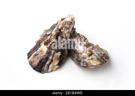 boiled oysters closeup isolated on white background Stock Photo