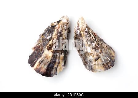 boiled oysters closeup isolated on white background Stock Photo