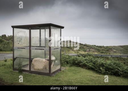 Sheep seeking shelter in a bus stop. Stock Photo