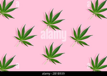 Cannabis leaves isolated on bright pink background. Top view, flat lay. Pattern background with green leaves. Herbal alternative medicine and cannabis Stock Photo