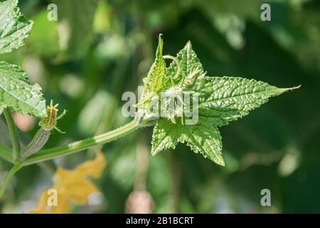 Cucumbers flowers on a plant somewhere in a huge greenhouse in the Netherlands Stock Photo