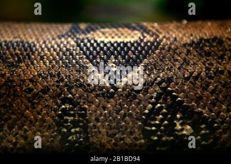 background of anaconda snake in the natural area Stock Photo