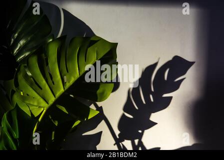 A ray of light illuminates a decorative plant by casting its shadow on the wall Stock Photo