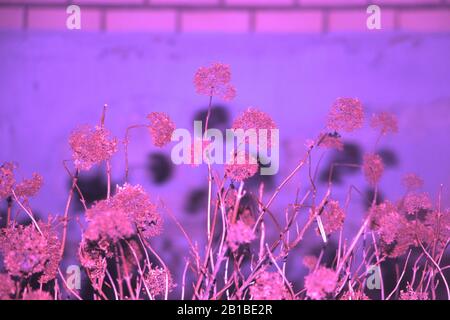 Floral pattern luminous blossom flowers on a purple violet background. Amazing foliage neon pink lights photo floral design Stock Photo