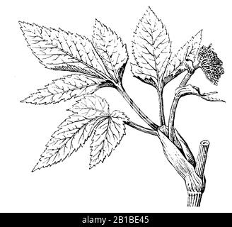 hogweed, Heracleum sphondylium, Wiesen-Bärenklau, Berce sphondyle, anonym (botany book, 1888) Stock Photo