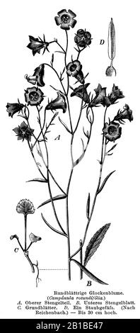 harebell, Campanula rotundifolia, Rundblättrige Glockenblume, Campanule à feuilles rondes, anonym (botany book, 1884) Stock Photo