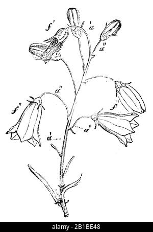 harebell, Campanula rotundifolia, Rundblättrige Glockenblume, Campanule à feuilles rondes, anonym (biology book, 1881) Stock Photo