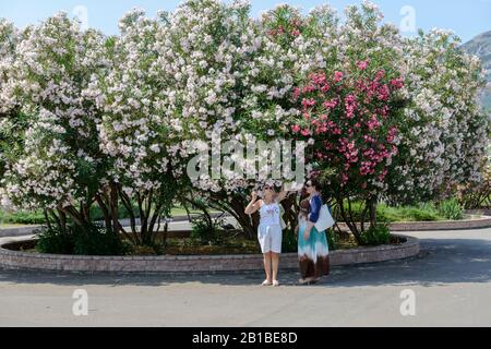 Women are sniffing at flowers of luxuriantly flowering oleander tree in Bar, Montenegro. Stock Photo