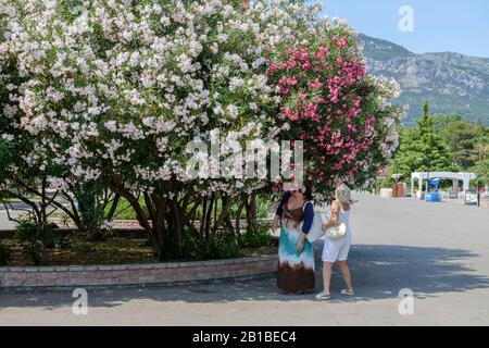 Women are sniffing at flowers of luxuriantly flowering oleander tree in Bar, Montenegro. Stock Photo