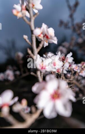 Almond blossom, the most premium image you will find, spectacular flowers, always in February the almond blossom gives us spectacular images. Stock Photo