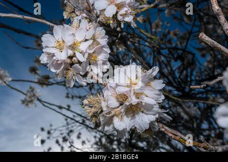 Almond blossom, the most premium image you will find, spectacular flowers, always in February the almond blossom gives us spectacular images. Stock Photo