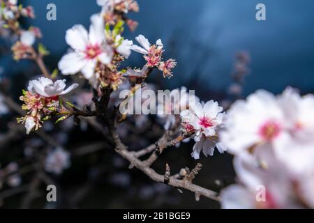 Almond blossom, the most premium image you will find, spectacular flowers, always in February the almond blossom gives us spectacular images. Stock Photo