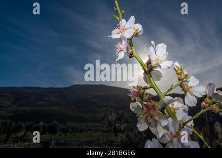 Almond blossom, the most premium image you will find, spectacular flowers, always in February the almond blossom gives us spectacular images. Stock Photo