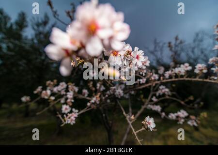 Almond blossom, the most premium image you will find, spectacular flowers, always in February the almond blossom gives us spectacular images. Stock Photo