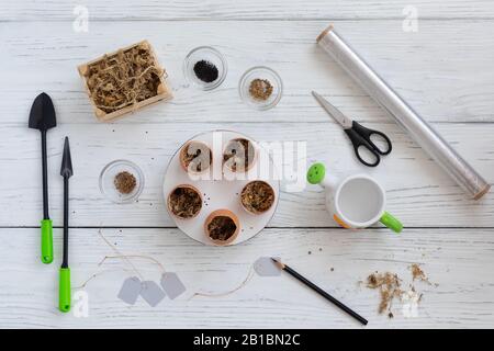 Stages of planting and growing microgreens in egg shells, watercress, mustard, basil indoor, gardening instruments, watering can, scissors, seeds, pap Stock Photo