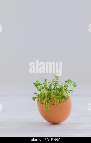 Growing microgreens watercress at home in egg shell on white wooden background Stock Photo