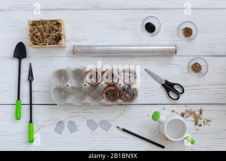 Stages of planting and growing microgreens in egg shells, watercress, mustard, basil indoor, gardening instruments, watering can, scissors, seeds, pap Stock Photo