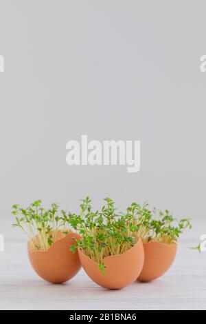 Growing microgreens watercress at home in egg shells on white wooden background Stock Photo