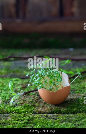 Growing microgreens watercress at home in egg shell on natural moss background Stock Photo