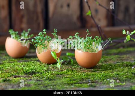 Growing microgreens watercress at home in egg shell on natural moss background Stock Photo