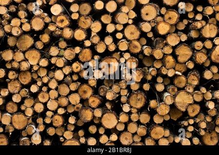 Cut wood in a beautiful and ordered pile with clear pattern. Stock Photo