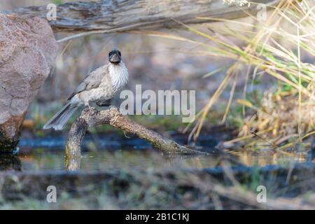 Adult Little friarbird on perch at an outback waterhole in North-western Queensland, Australia Stock Photo