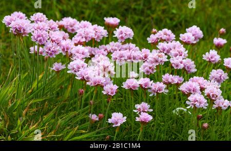 Sea thrift growing wild and blooming pretty pink flowers at Wexford coast in Ireland, Europe. Armeria maritima, commonly known as thrift, sea thrift Stock Photo