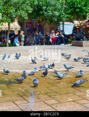 Pigeons bathing in a puddle on a central square of Tehran, Iran Stock Photo