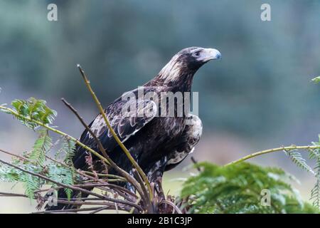 A lone sub-adult, wedge-tailed eagle waits perched on a fern tree head on the edge of a forested area in Tasmania, Australia Stock Photo