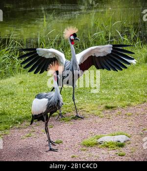 west african crowned crane or Balearica pavonina Stock Photo