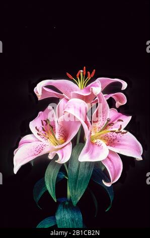 Pink and white Oriental lily Mona Lisa against a black background.  A 7d) sub-division lily with bowl shaped flowers Stock Photo