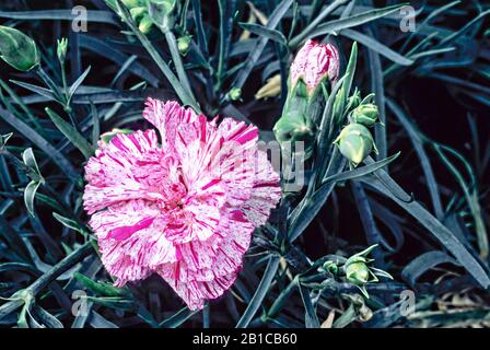 Dianthus 'Devon Bell' with flower and buds in close up set against a background of leaves .An evergreen perennial that is fully hardy. Stock Photo