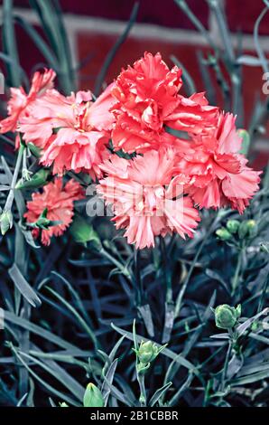 Close up of Dianthus Devon Flame a double flower set against background of leaves.. An evergreen perennial that is fully hardy. Stock Photo