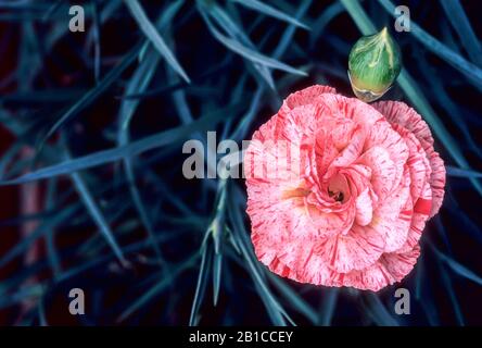 Close up of Dianthus Strawberries and Cream flower and buds set against background of leaves.. An evergreen perennial that is fully hardy. Stock Photo