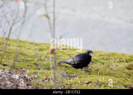 A carrion crow (Corvus corone) eating bread on bright green moss Stock Photo