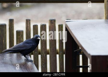 A carrion crow (Corvus corone) staring at the camera, standing on the bench and looking for food at a picnic area Stock Photo