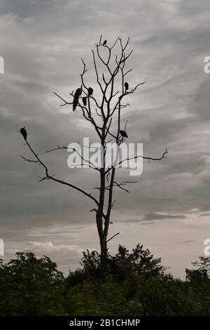 many peacocks are sitting on a dry tree. Dramatic sky. Mystical atmosphere. Sri Lanka Stock Photo
