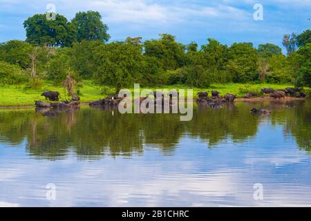 A herd of water buffaloes bathe in a pond. beautiful blue sky. Sri Lanka Stock Photo