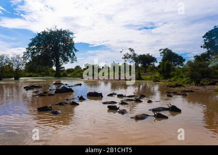 A herd of water buffaloes bathe in a pond. beautiful blue sky. Sri Lanka Stock Photo