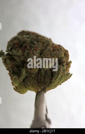 Cannabis close up super skunk lemon haze background stock photos high quality Stock Photo