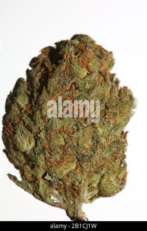 Cannabis close up super skunk lemon haze background stock photos high quality Stock Photo