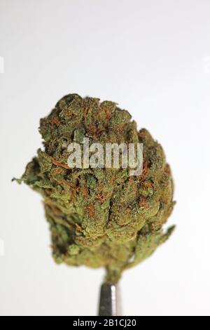 Cannabis close up super skunk lemon haze background stock photos high quality Stock Photo