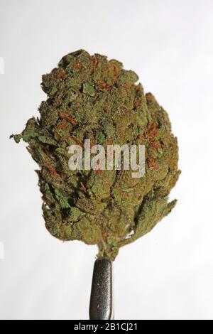 Cannabis close up super skunk lemon haze background stock photos high quality Stock Photo