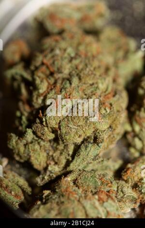 Cannabis close up super skunk lemon haze background stock photos high quality Stock Photo