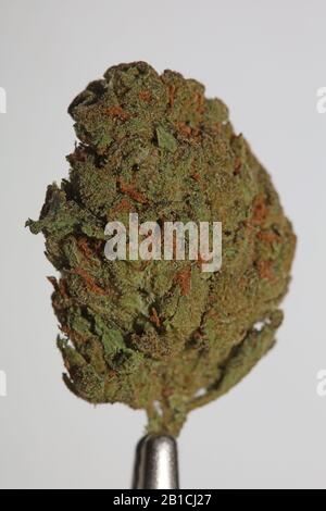 Cannabis close up super skunk lemon haze background stock photos high quality Stock Photo