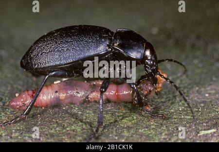 leatherback ground beetle (Carabus coriaceus), with a piece of an earthworm, side view, Germany Stock Photo